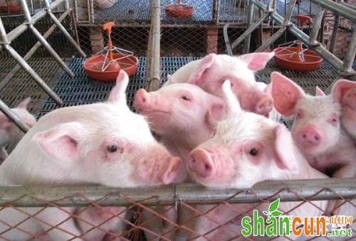 生猪产生免疫抑制的原因