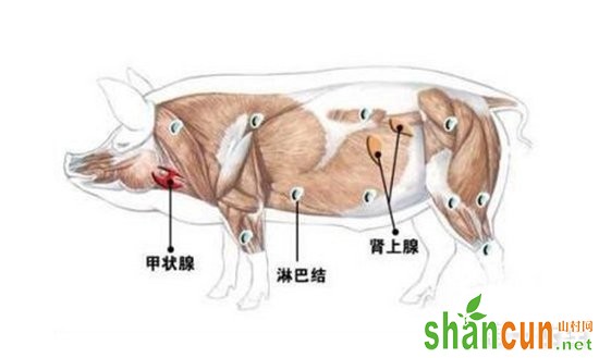 猪淋巴结分布图 淋巴结如何判定猪病？