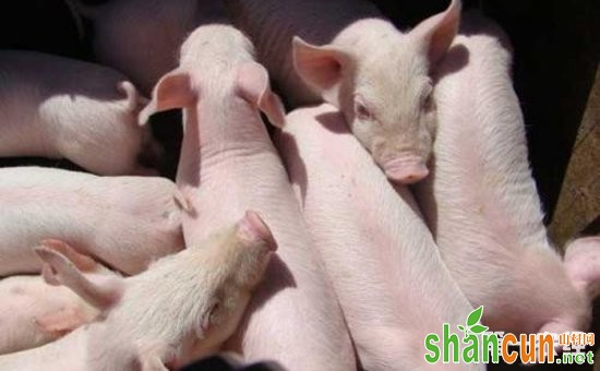 猪链球菌病怎样科学诊断？