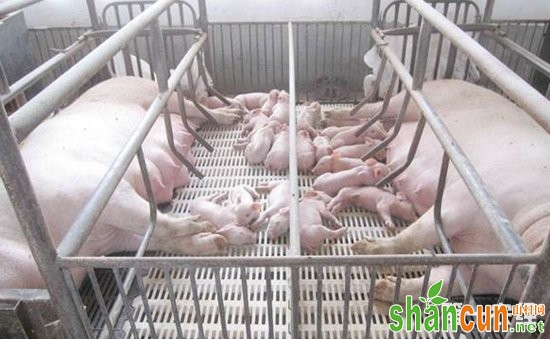 猪繁殖与呼吸综合症猪病怎样科学诊断？