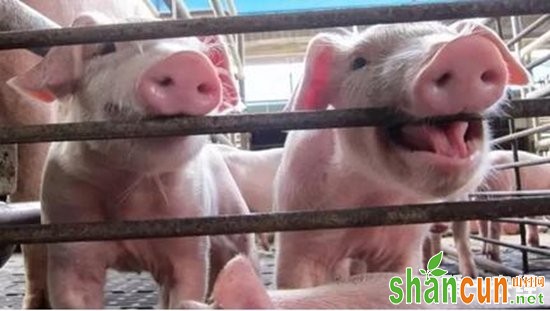 猪不仅咳嗽还发热的疾病有哪些？