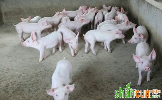 农村科学防治猪病要避开哪三大误区？