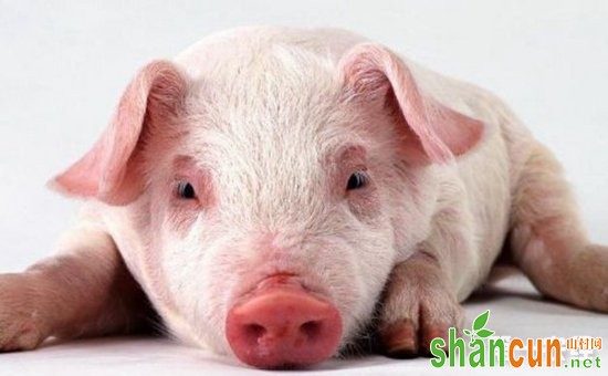 怎样科学诊断猪气喘病？如何预防猪气喘病？