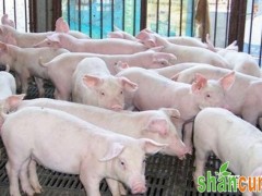 猪肺疫的流行特点是什么？怎样预防猪肺疫猪病？