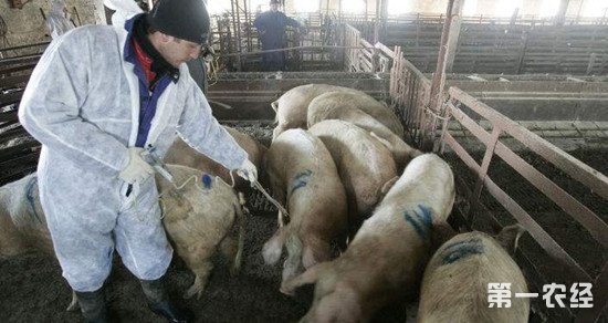 非洲猪瘟疫情持续爆发 各养猪场场主要做好这些防范措施