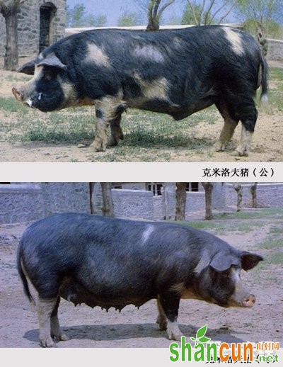 克米洛夫猪---原产国外猪品种