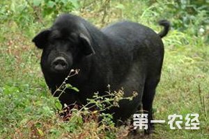 云南怒江贡山县特有猪种：龙元猪（图片）