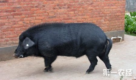云南宣威优良地方猪种:大河猪(图片)