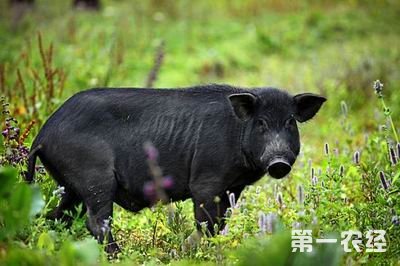杂交猪种：北京黑猪（图片）