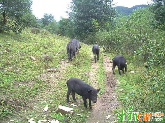 诺邓黑猪  云南大理的特色猪种