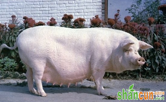 培育品种 上海白猪（图片）