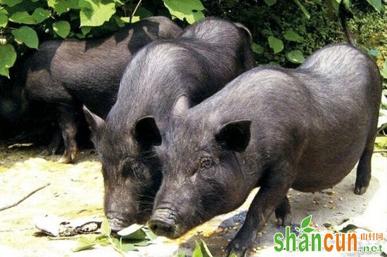 云南腾冲微型猪种：明光小耳猪