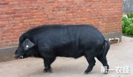 大河猪 云南富源地方猪种