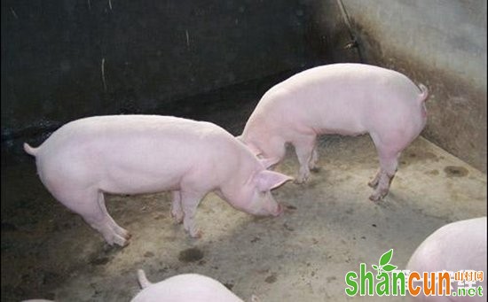 二元猪品种好还是三元猪品种好？