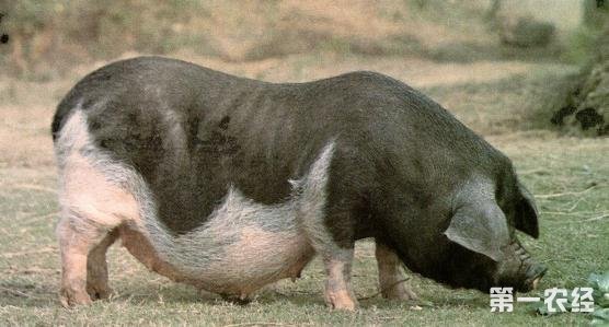 华中型猪种——大花白猪