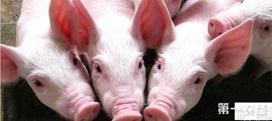 保育仔猪的保健方案
