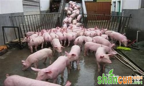 规模养猪场用药方法