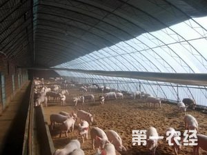 养猪场建设：全敞开式猪舍（图片）