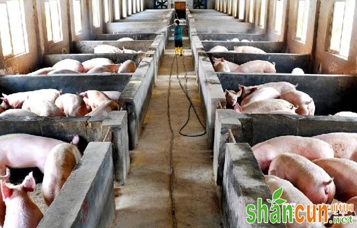 养猪场生产的关键环节：控制温度和环境
