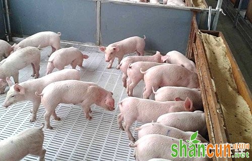 保育猪舍环境如何控制？