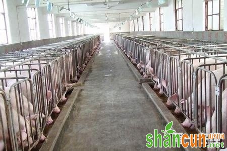 猪场生长栏和育成栏设计方案