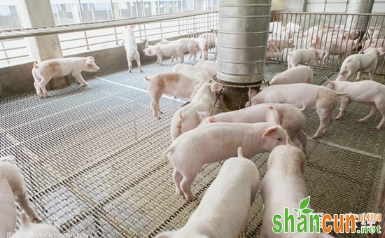 100头生猪规模的新式养猪大棚怎样建设？
