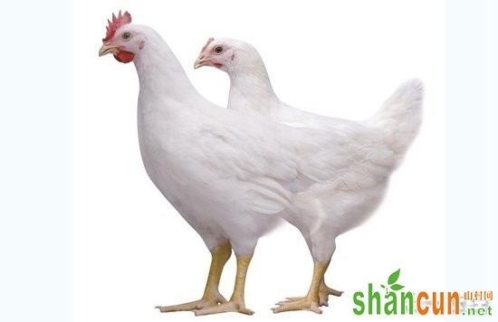 小型优质白羽肉鸡WOD168