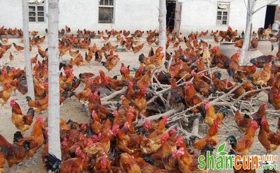 济宁百日鸡是什么鸡品种？