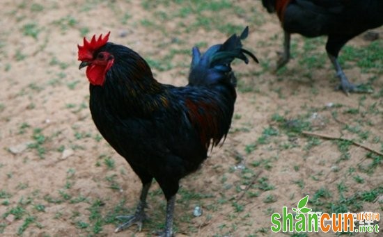 云南特色鸡品种：尼西鸡