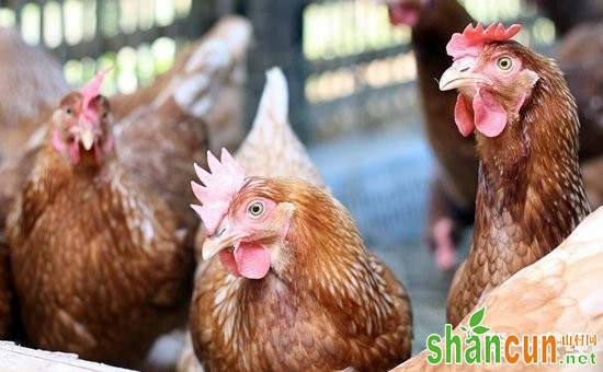 优良高产蛋鸡品种有哪些？