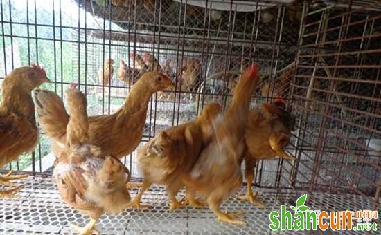 福建优良蛋肉兼用型鸡品种——石龙鸡
