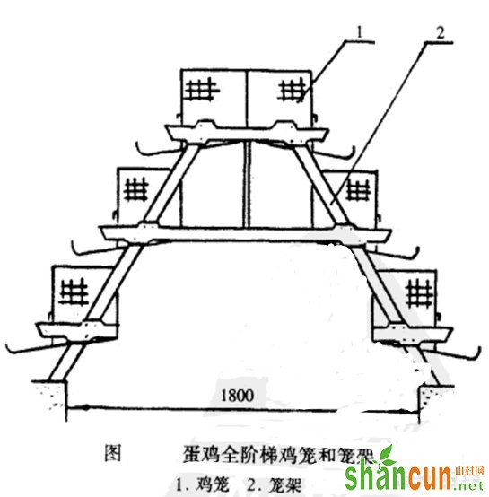 全阶梯三层蛋鸡笼