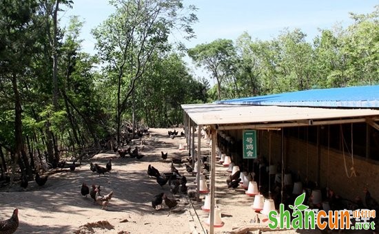 鸡舍建造