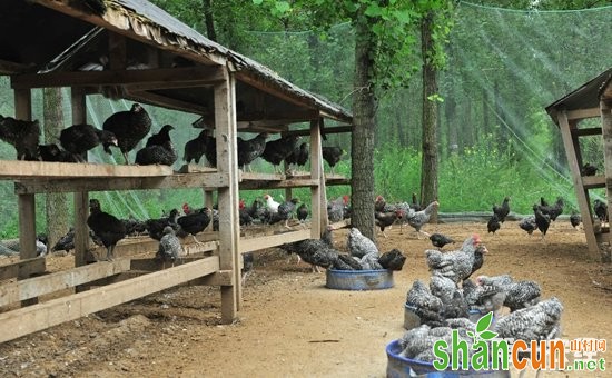 低成本土鸡棚怎样建设？低成本土鸡棚建设要点