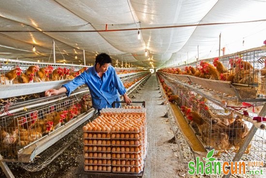 冬季养鸡场应该如何做好通风保暖措施？