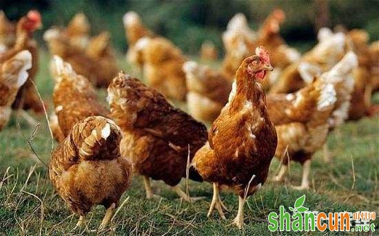 养鸡场熏蒸消毒基本要求和具体操作