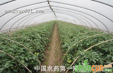 蔬菜施用生物农药的作用及施用技术有哪些？