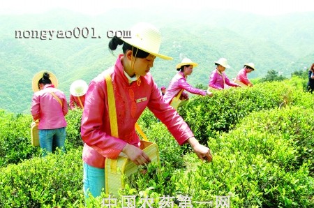 生物农药怎样应用到茶叶生产中？