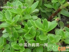 怎样辨别绿植的病害与虫害呢？