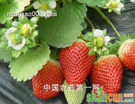 草莓无公害生产的病虫害防治措施