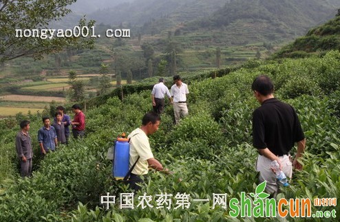 茶叶生产严禁限用农药有哪些