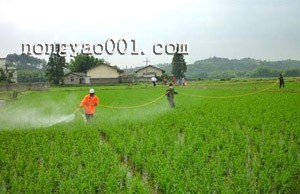 噻嗪酮杀虫剂可防治的害虫