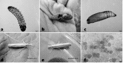  白眉野草螟发育虫态图