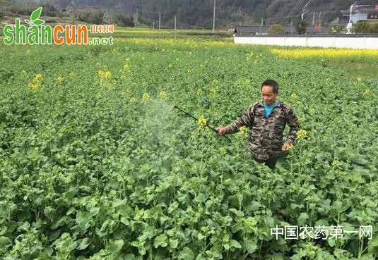 油菜化学除草中应注意的问题