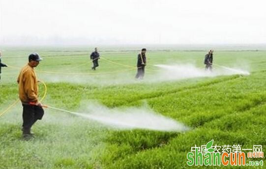 小麦田除草剂使用注意事项