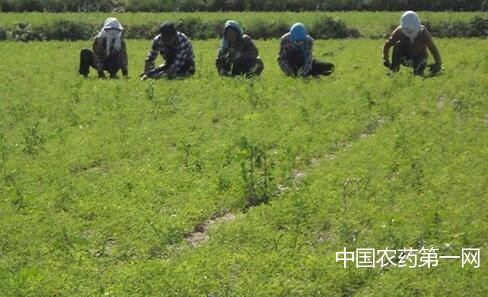 黄芩除草剂的选择及其使用注意事项