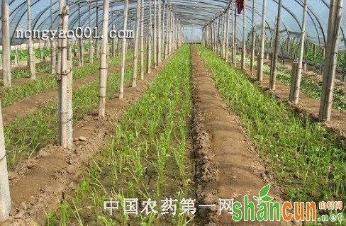 芹菜种植改善土壤和防止定植后伤亡技术