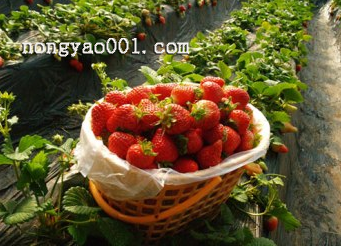 日光温室中草莓