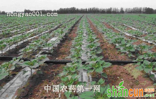 　棉花膜下滴灌