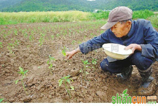 辣椒施肥的原则